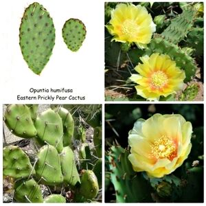 4 Eastern Prickly Pear Cactus Pads (Unrooted)